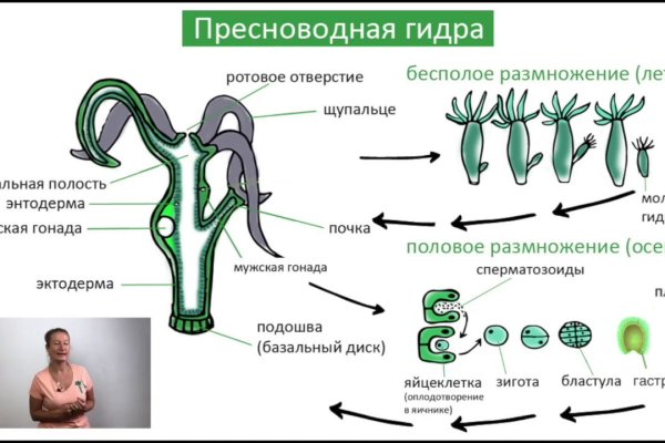 Kraken 13at