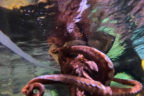 Kraken зеркало kraken link top