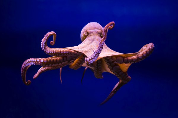 Kraken россия