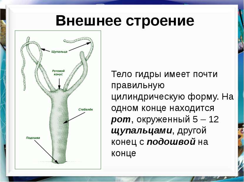 Что за маркетплейс кракен